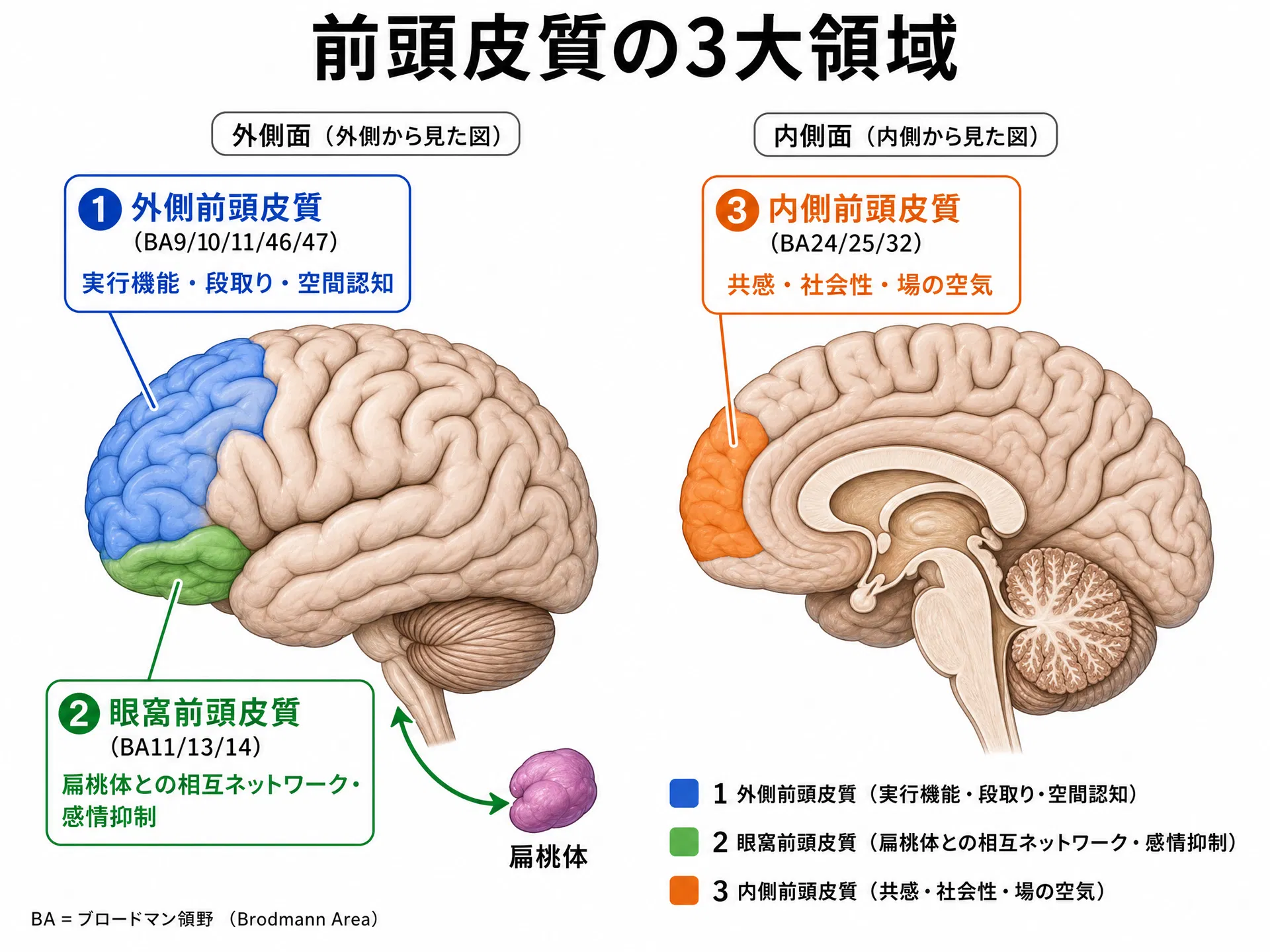 前頭皮質の3大領域：外側・眼窩・内側前頭皮質の機能と扁桃体との接続