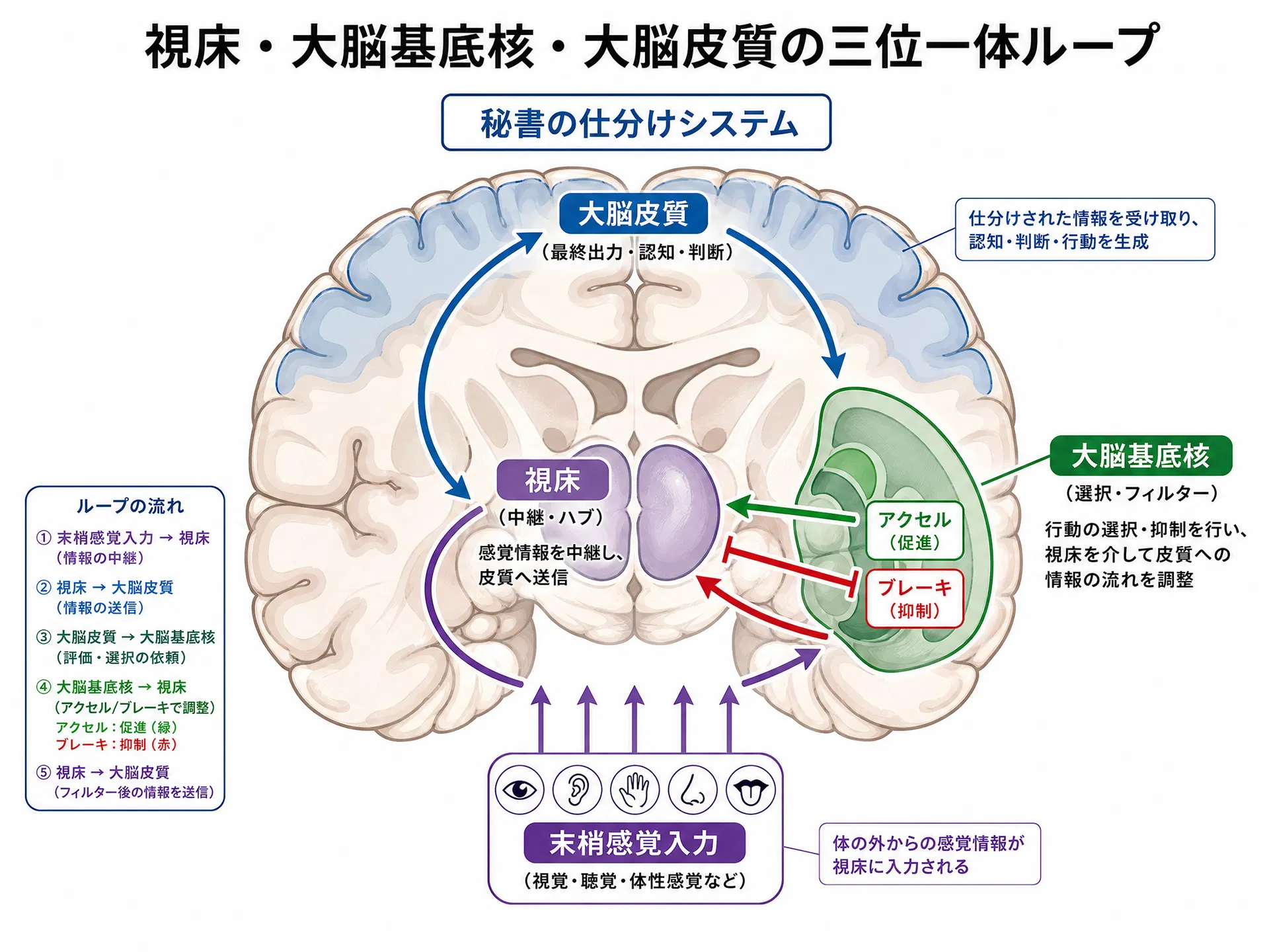 視床・大脳基底核・大脳皮質の三位一体ループ（秘書の仕分けシステム）