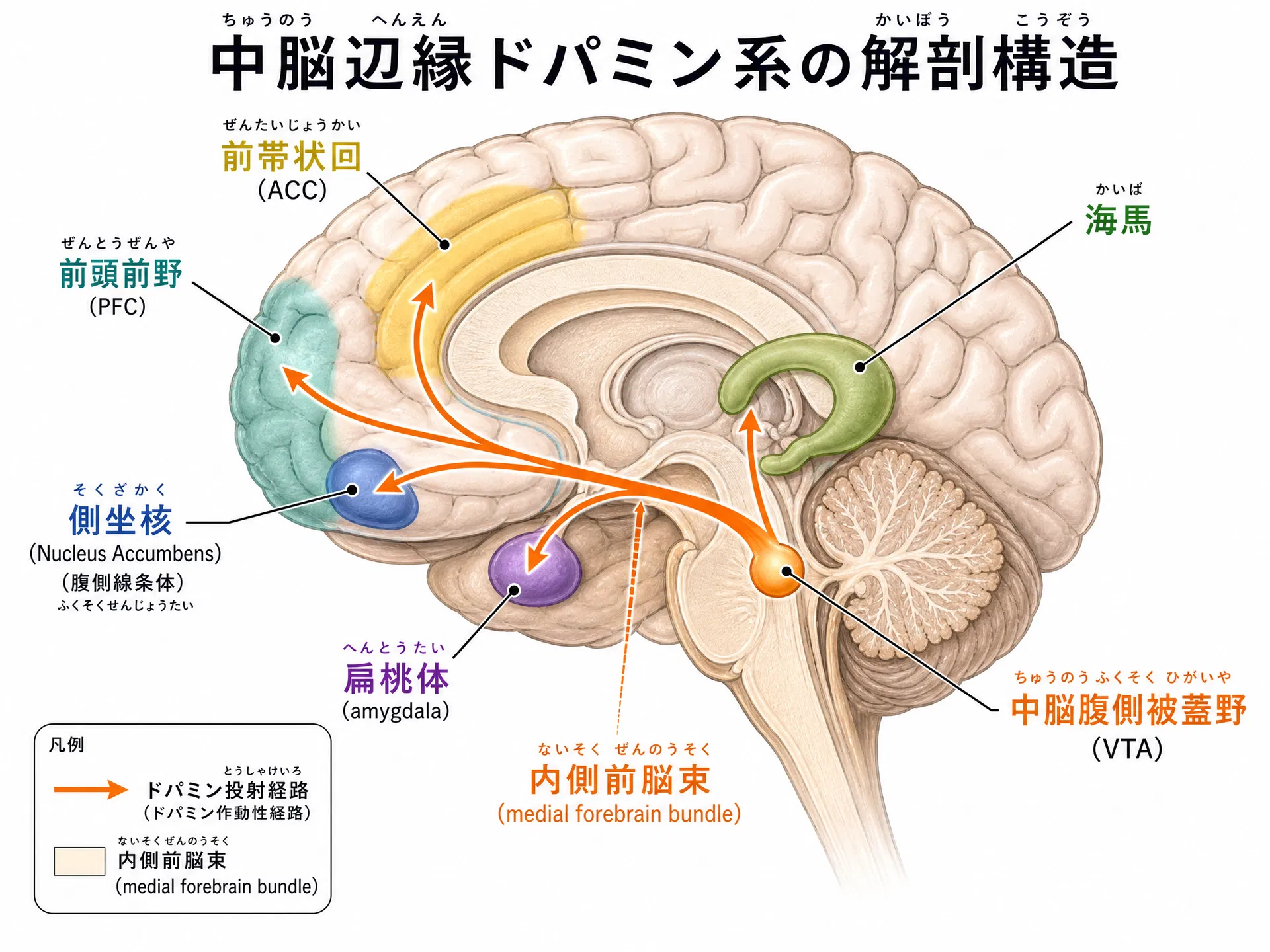 中脳辺縁ドパミン系の解剖構造：VTAから側坐核・扁桃体・前頭前野への投射経路