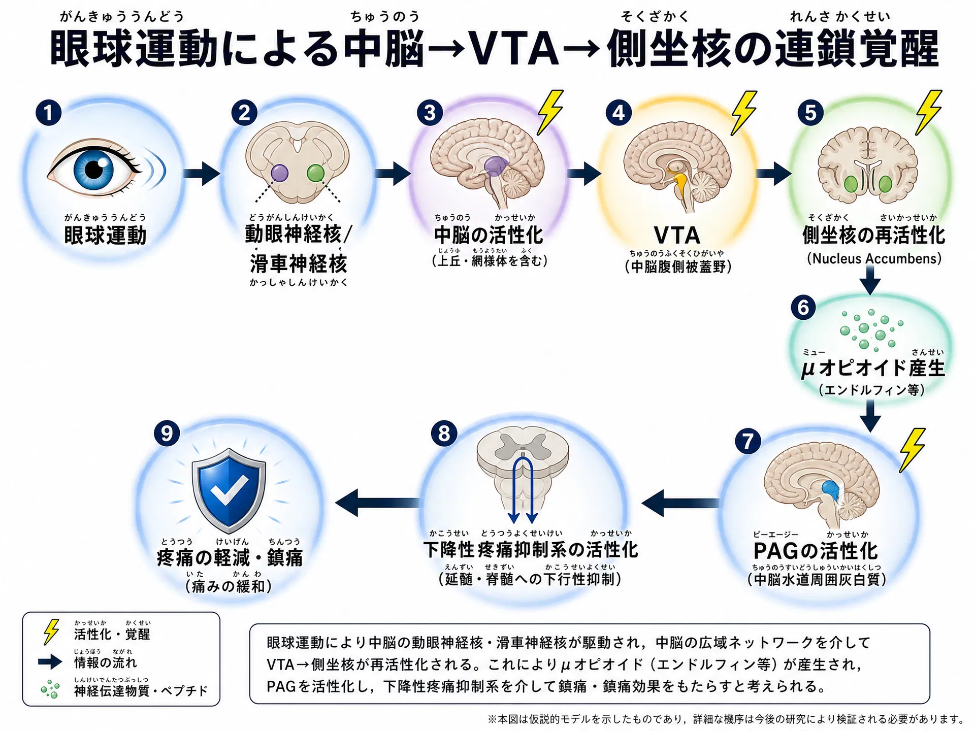眼球運動による中脳→VTA→側坐核の連鎖覚醒：9ステップの鎮痛回路再起動