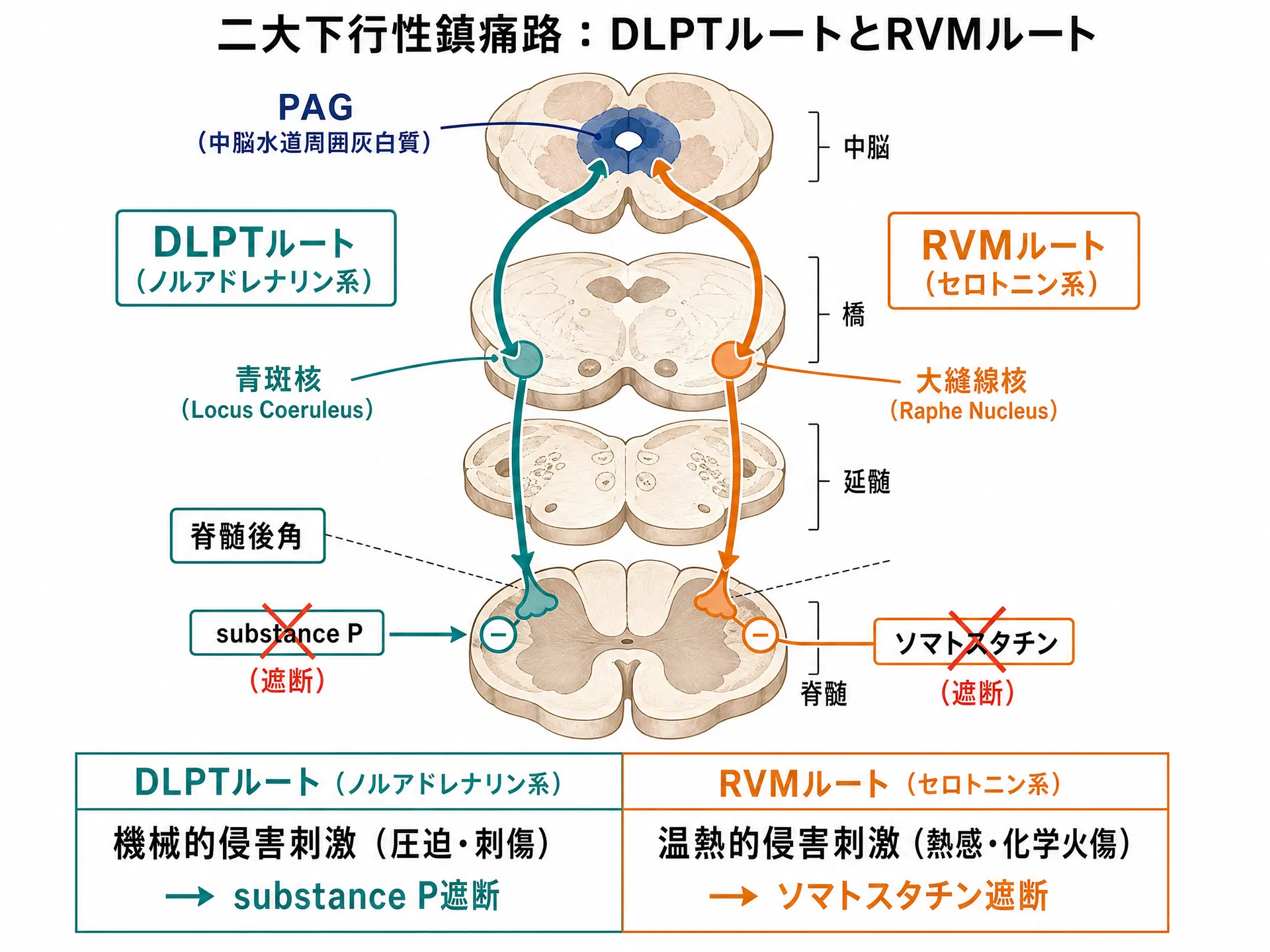 二大下行性鎮痛路:DLPTルート(ノルアドレナリン系)とRVMルート(セロトニン系)の解剖構造と各ルートが遮断する侵害刺激の種類