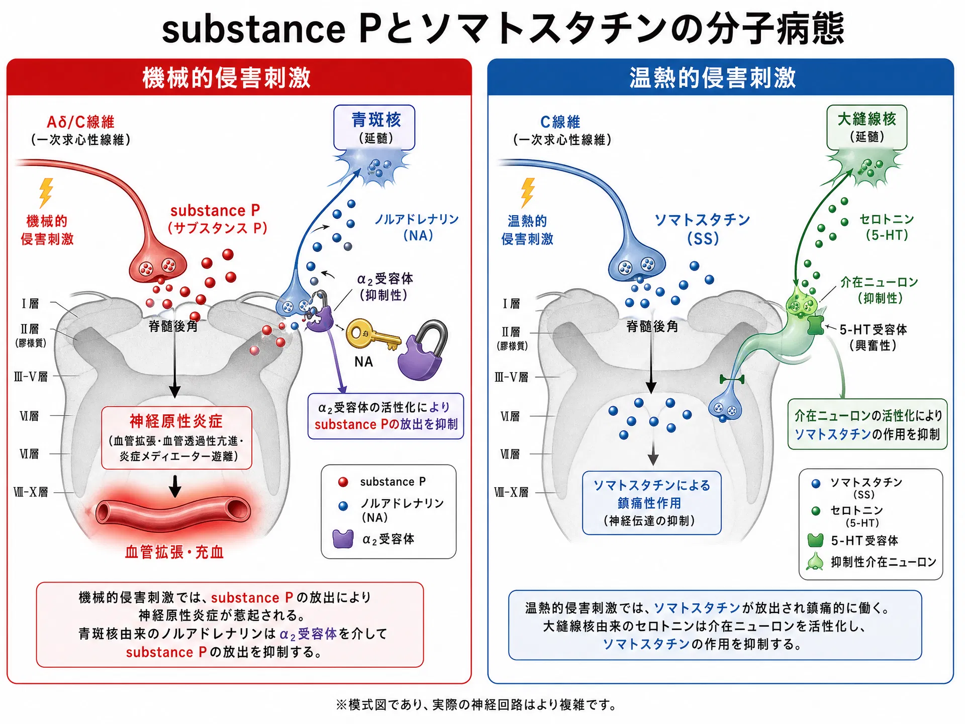 substance Pとソマトスタチンの分子病態:機械的侵害刺激ではsubstance P→神経原性炎症をα₂受容体経由で遮断し、温熱的侵害刺激ではソマトスタチンを介在ニューロン経由で抑制する