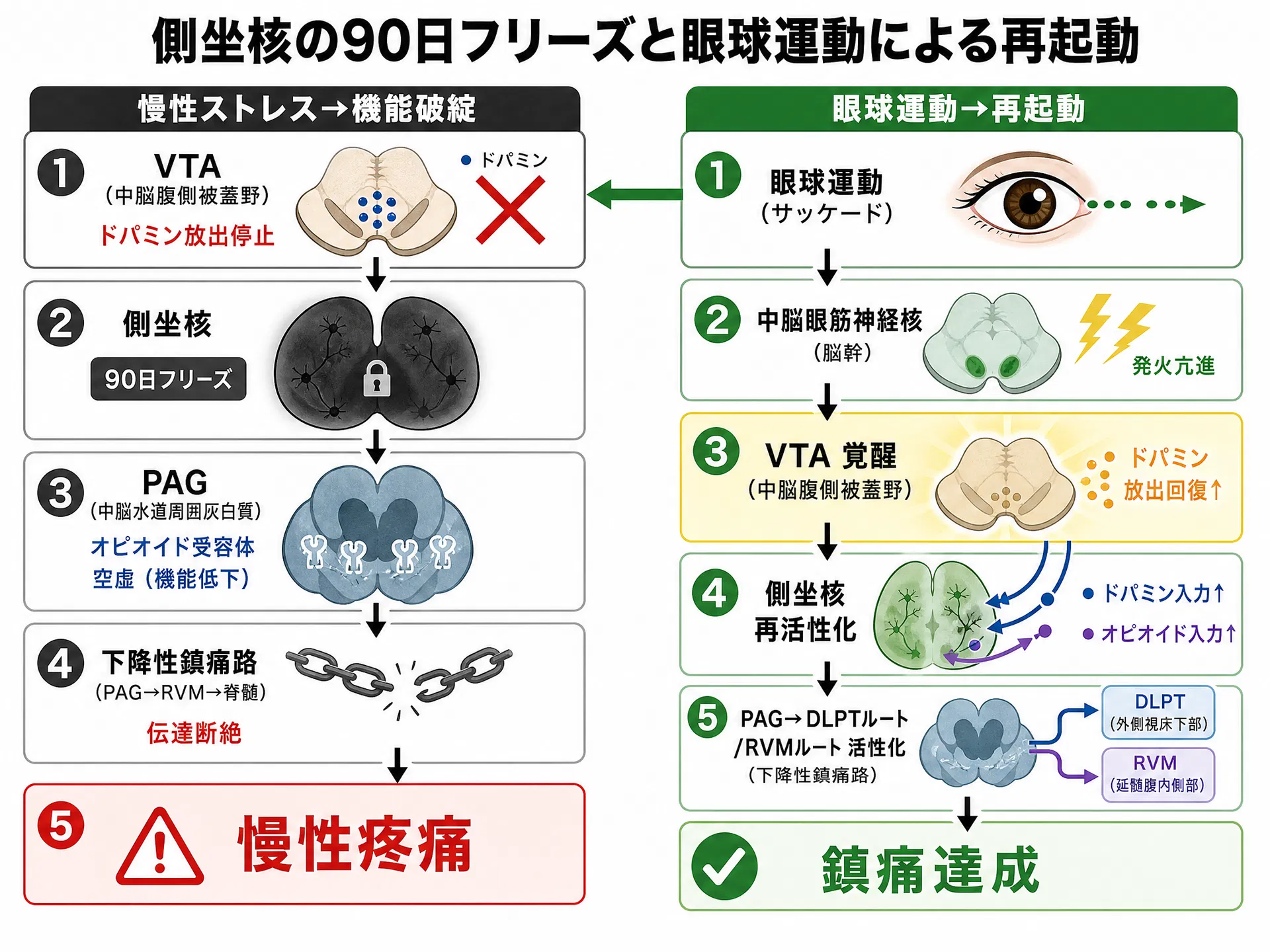 側坐核の90日フリーズと眼球運動による再起動:慢性ストレスによる機能破綻のカスケードと、眼球運動(サッケード)→中脳眼筋神経核→VTA覚醒→側坐核再活性化→PAG→鎮痛達成の連鎖フロー