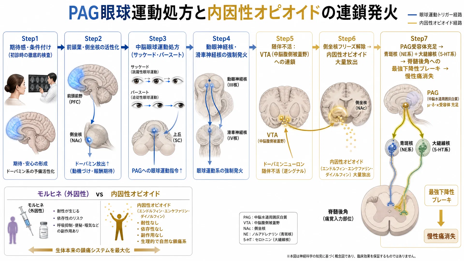 PAG眼球運動処方と内因性オピオイドの連鎖発火 ―― 期待感→前頭葉・側坐核活性化→中脳眼球運動処方（サッケード・パースート）→動眼神経核強制発火→VTA随伴不活→側坐核フリーズ解除→内因性オピオイド大量放出→PAG充足→最強下降性ブレーキ→慢性痛消失の7ステップ