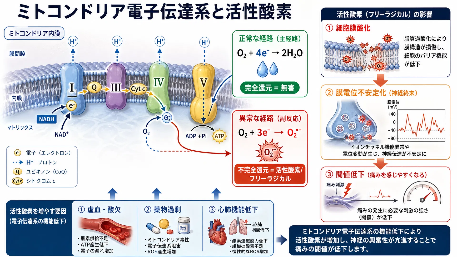 ミトコンドリア電子伝達系と活性酸素：完全還元（O₂+4e⁻→H₂O）vs不完全還元（活性酸素/フリーラジカル）の病態比較図