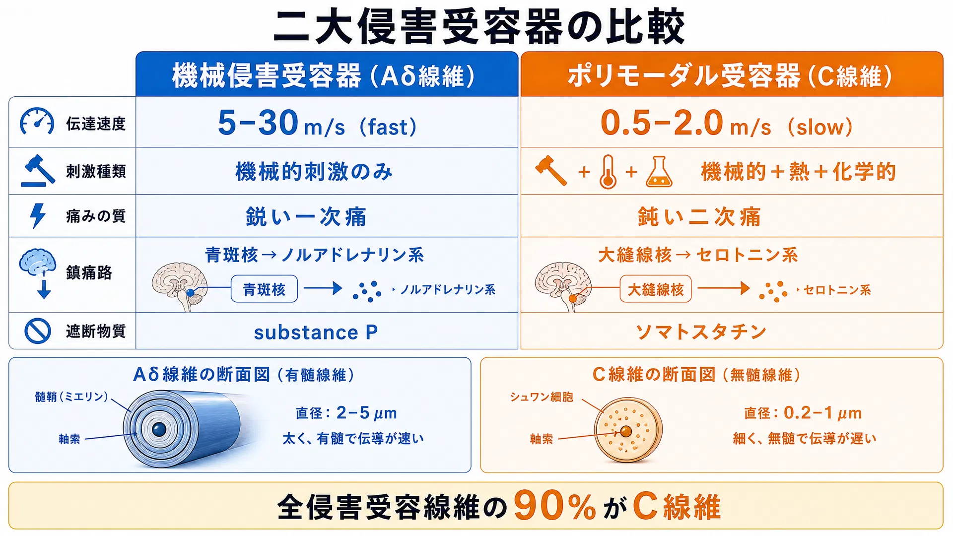 二大侵害受容器の比較：機械侵害受容器（Aδ線維・5-30m/s・青斑核→ノルアドレナリン系）vs ポリモーダル受容器（C線維・0.5-2.0m/s・大縫線核→セロトニン系）