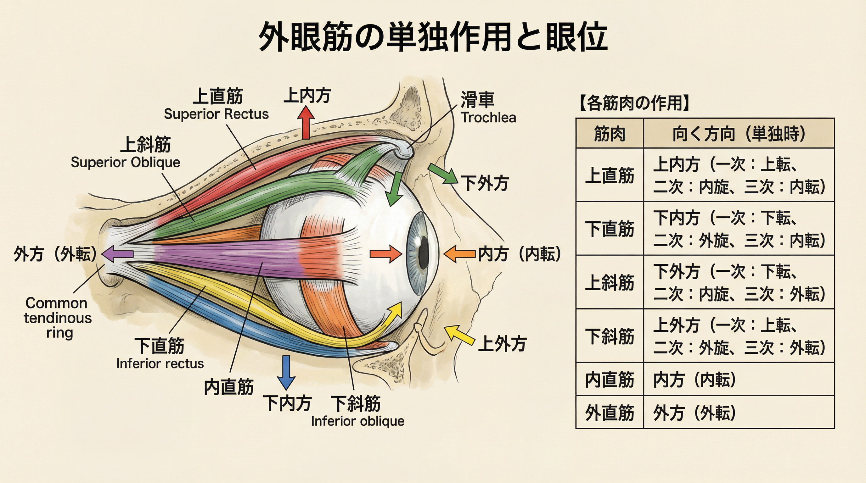 外眼筋の単独作用：上直筋は上内方、下直筋は下内方、上斜筋は下外方、下斜筋は上外方に眼球を動かす。多くの臨床家が誤解する「上直筋は上外方」は外直筋との共同作業の結果である。