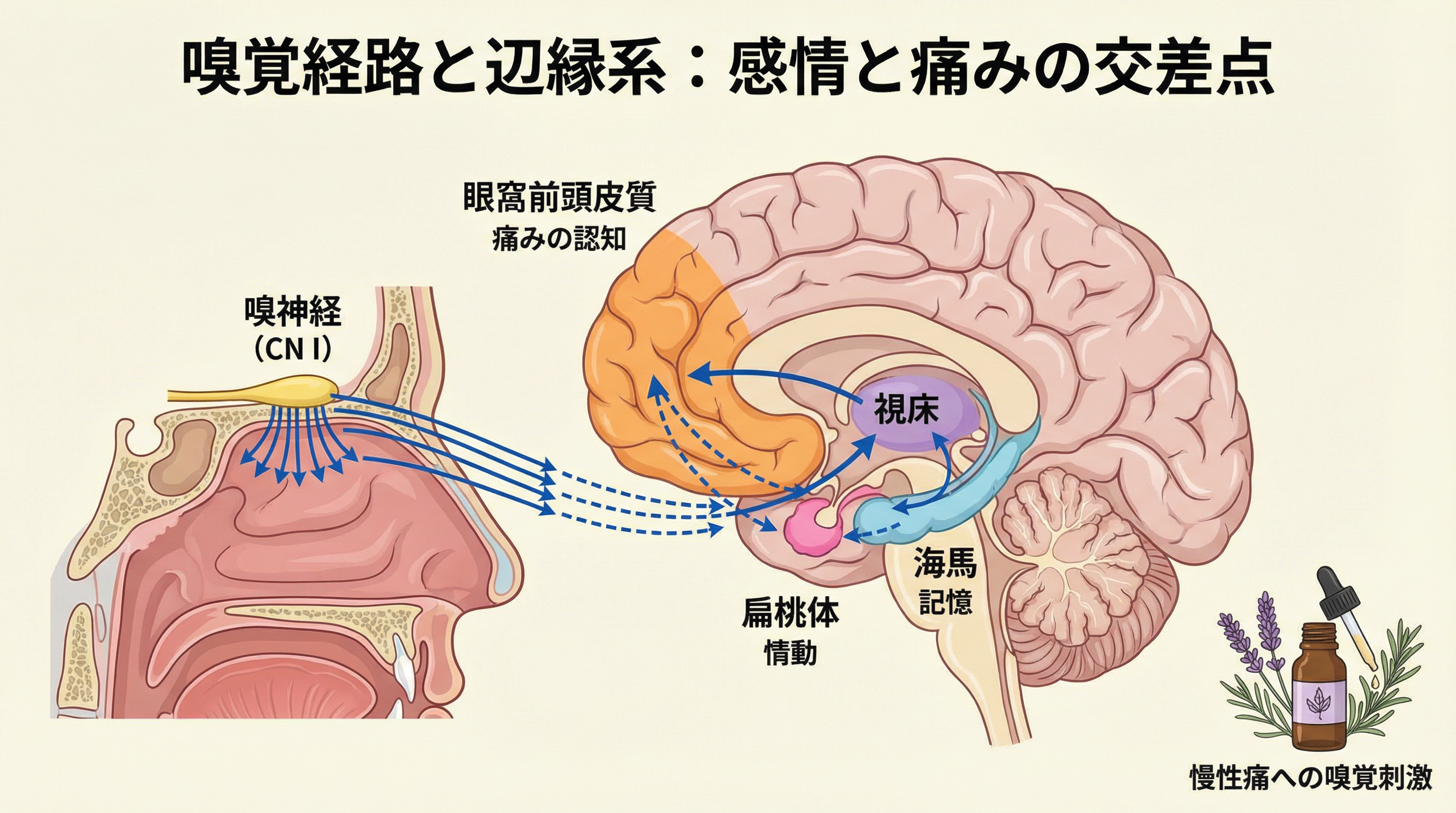 嗅覚情報は情動を司る扁桃体、痛みの認知に関与する眼窩前頭皮質、記憶を司る海馬へと直接投射される。アロマセラピーが慢性痛を緩和するのは、この直通ルートを利用しているからである。