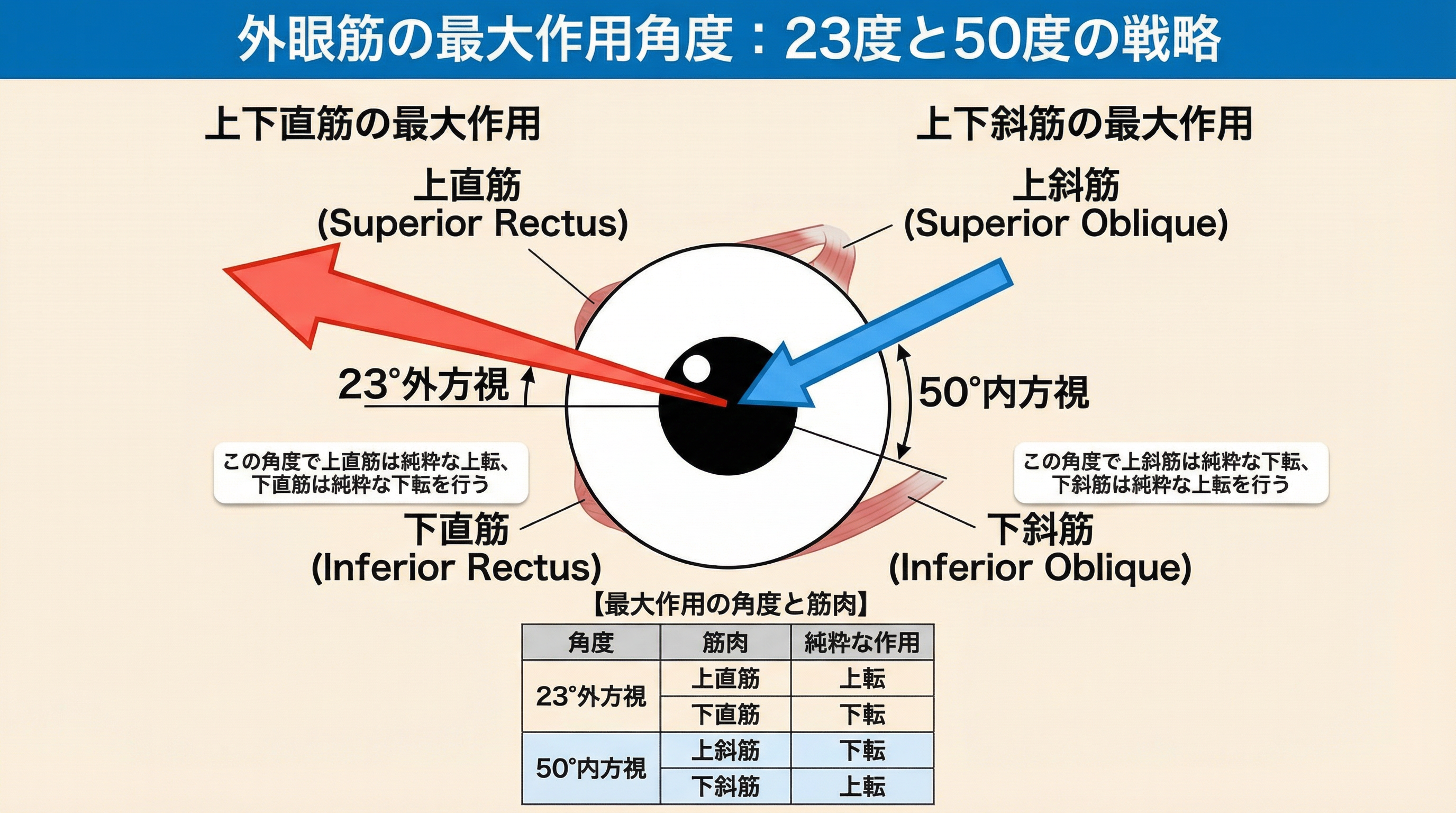 視軸と筋軸の統合による最大作用の原理
