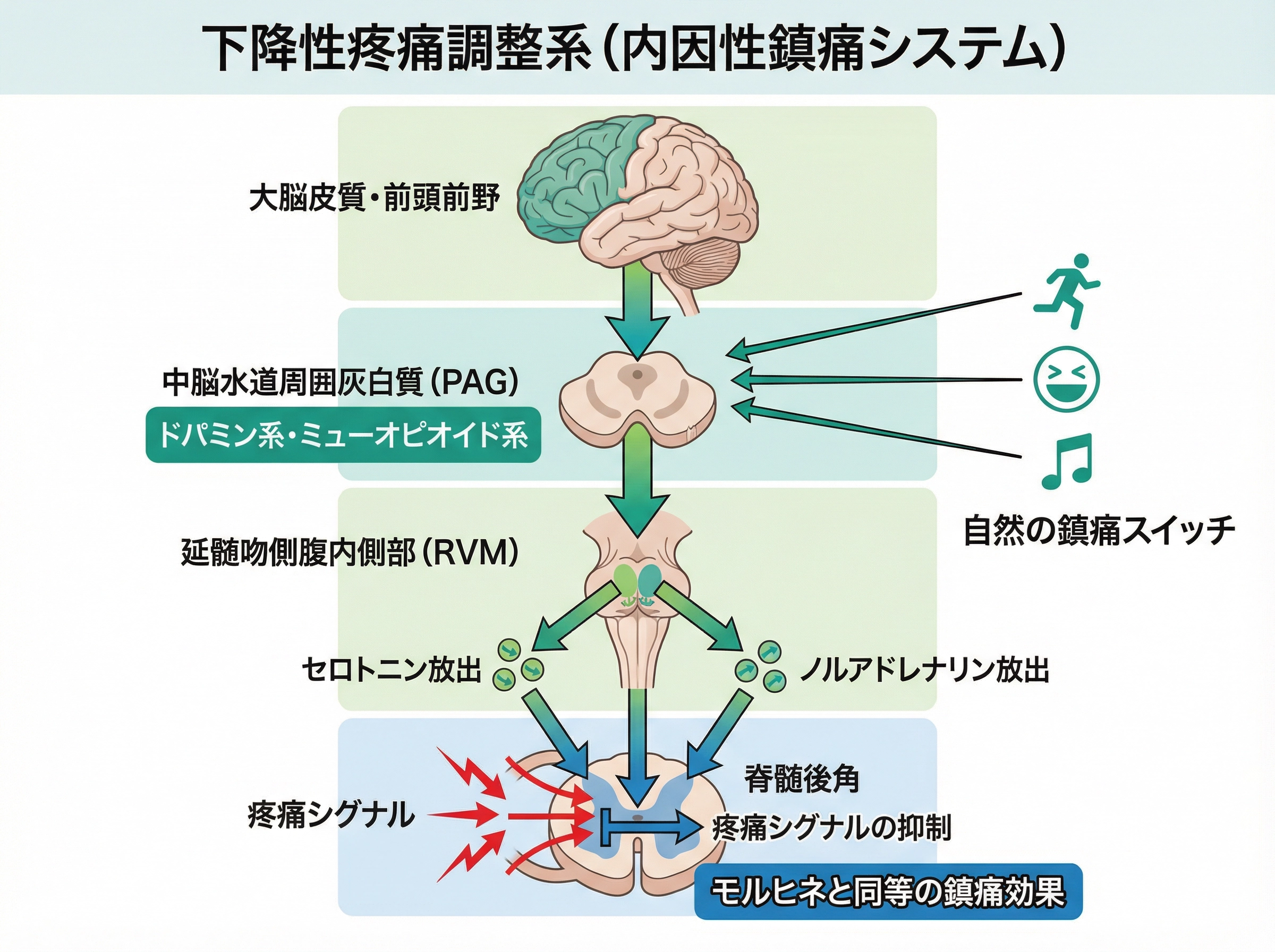下降性疼痛調整系（内因性鎮痛システム）