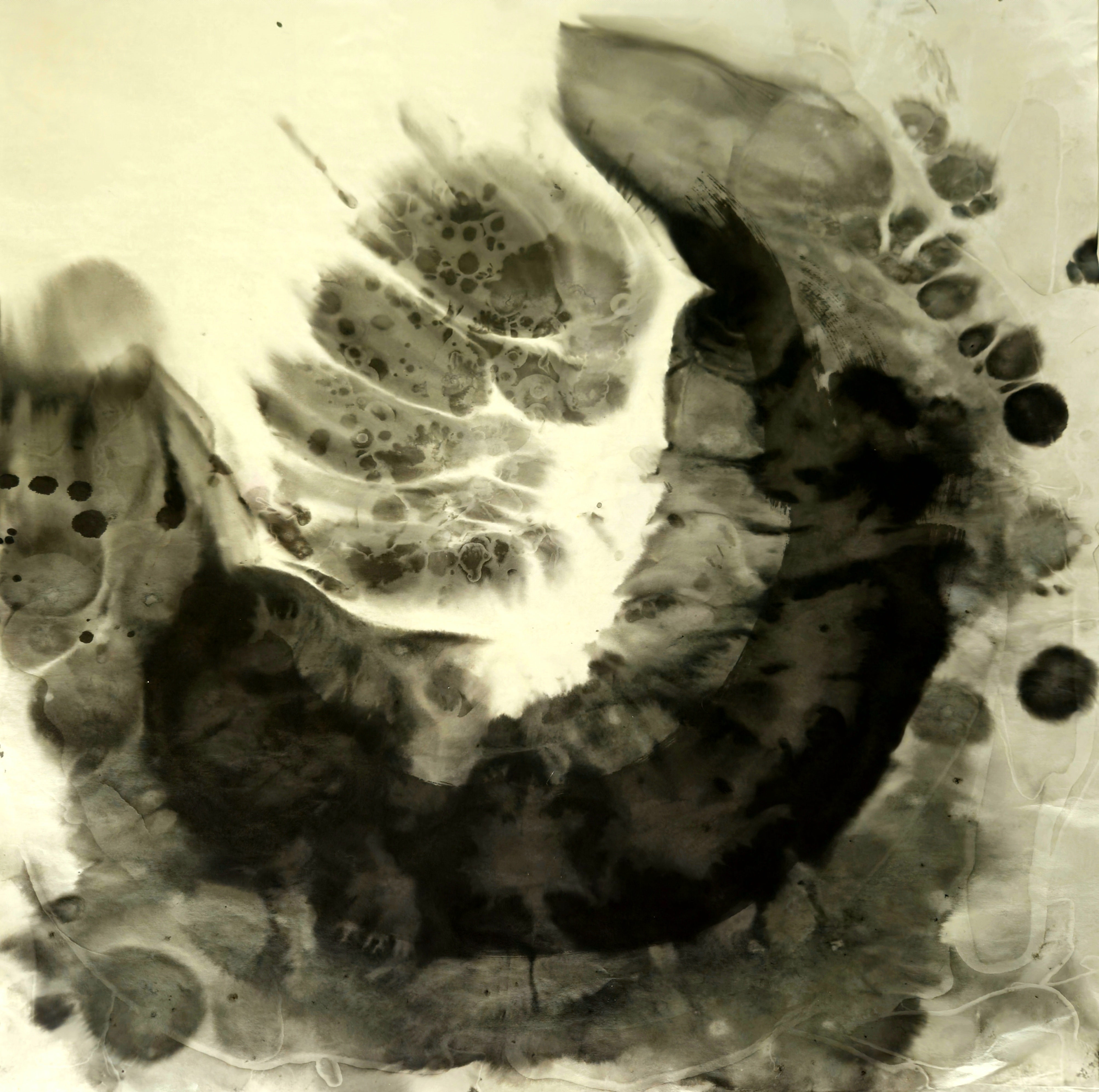 Study (vertebral Form)