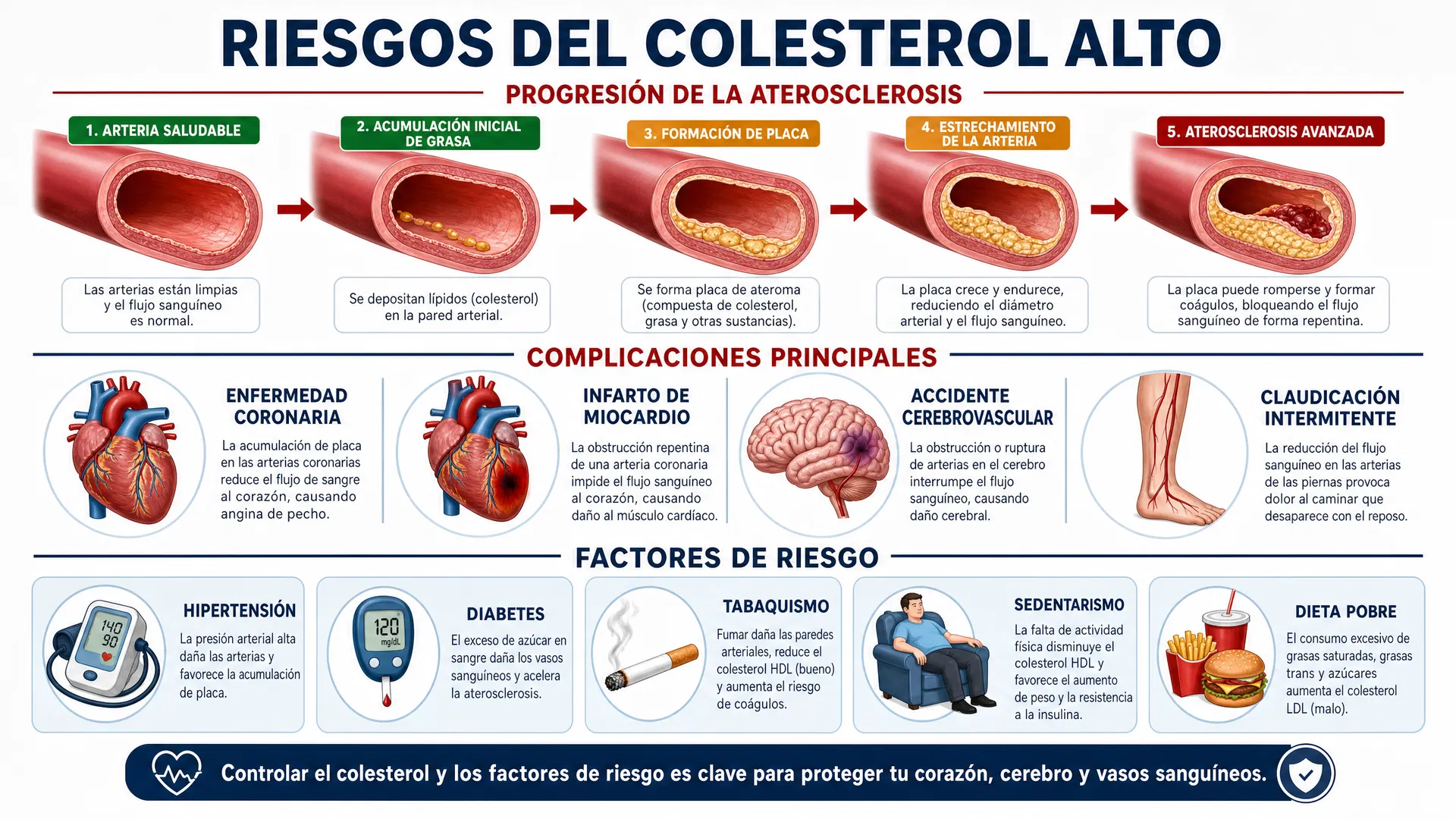 Colesterol Alto: Riesgos y Complicaciones - Infografía médica mostrando progresión de aterosclerosis, órganos afectados, enfermedades causadas y factores de riesgo