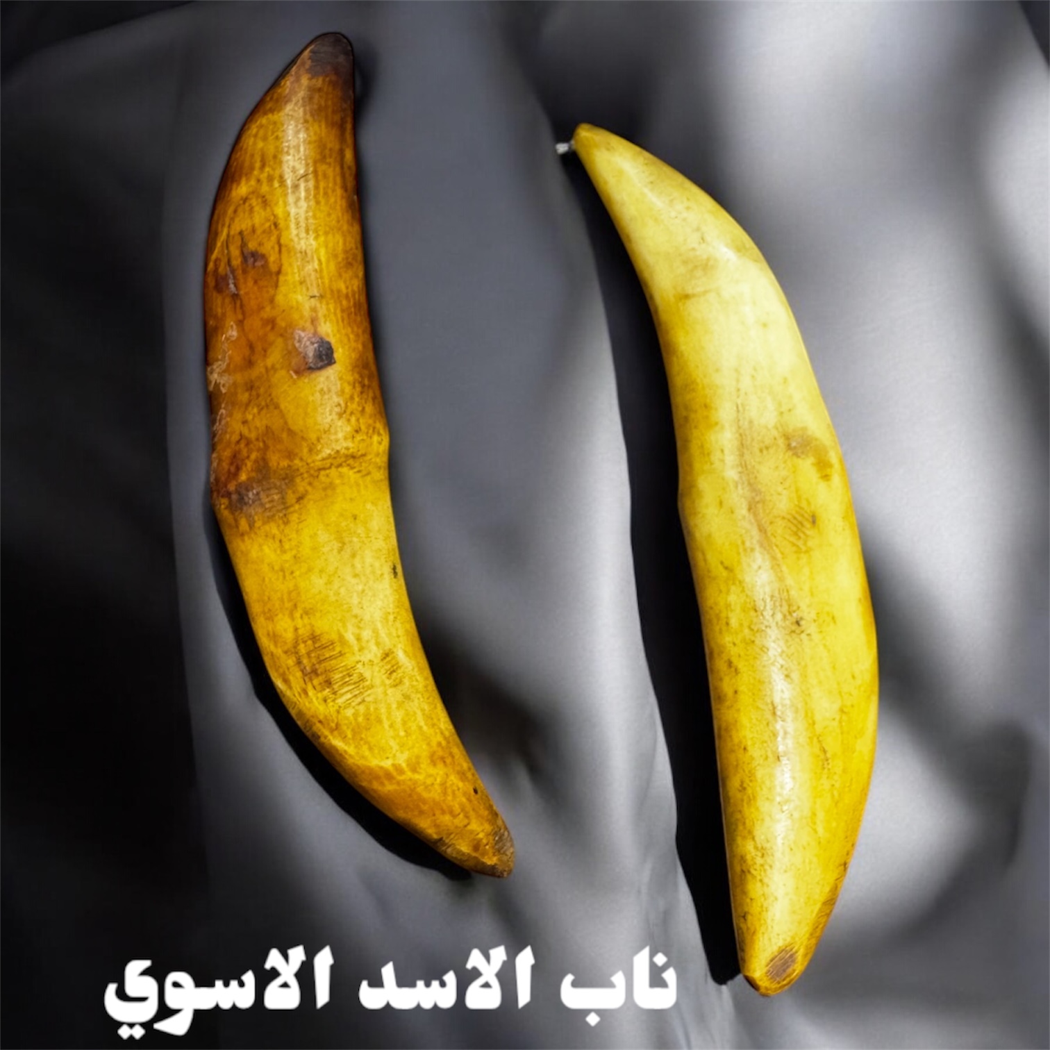 ناب الاسد الطبيعي