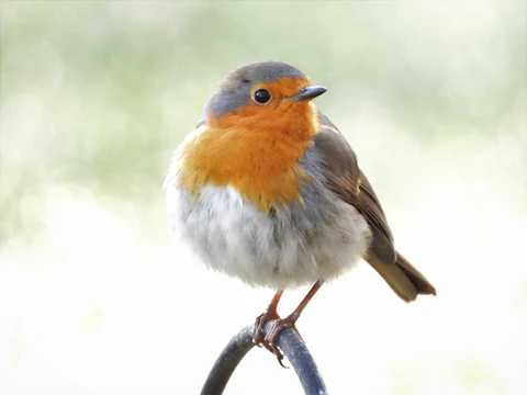 Robin