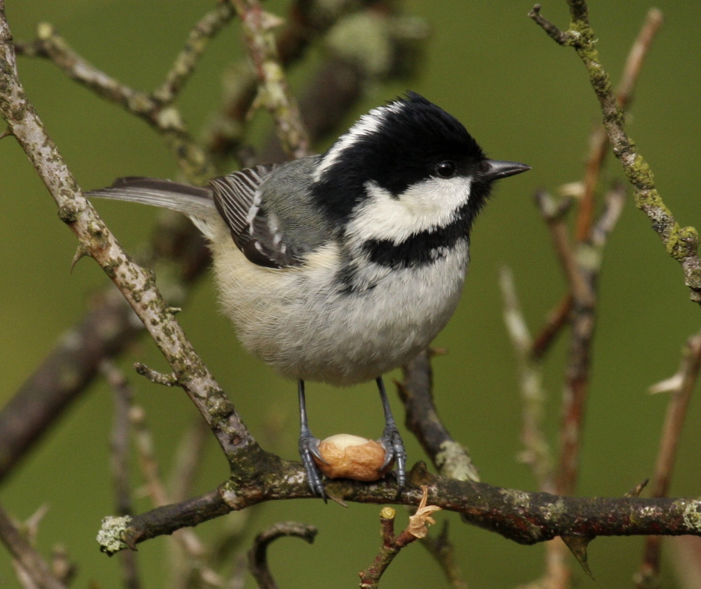 Coal Tit