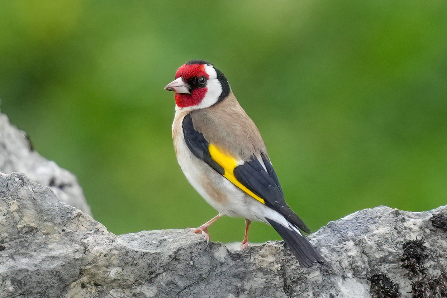 Goldfinch