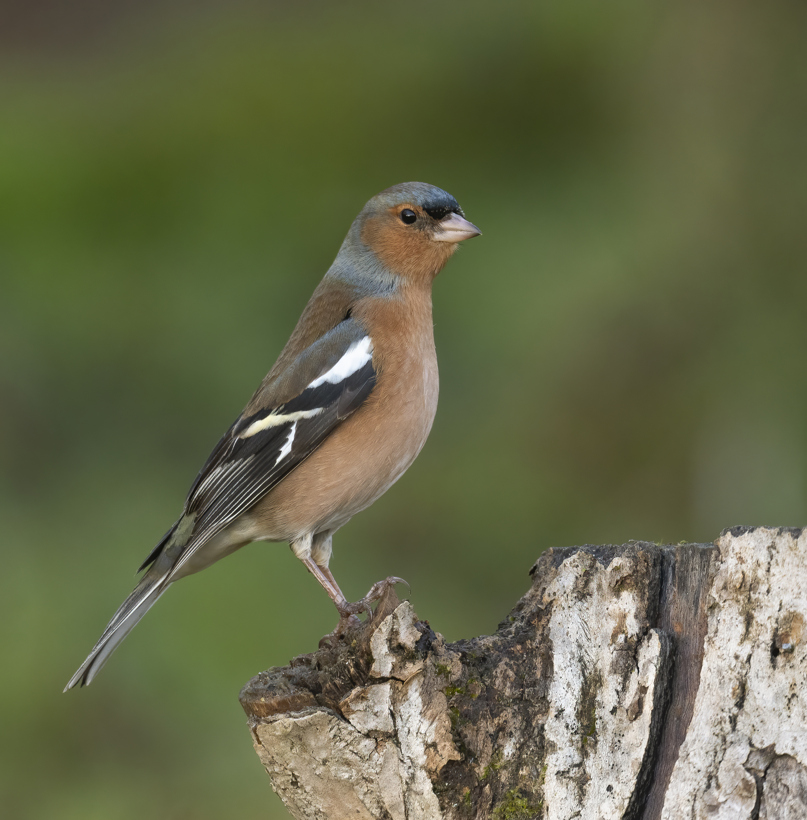 Chaffinch