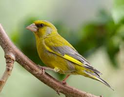 Greenfinch