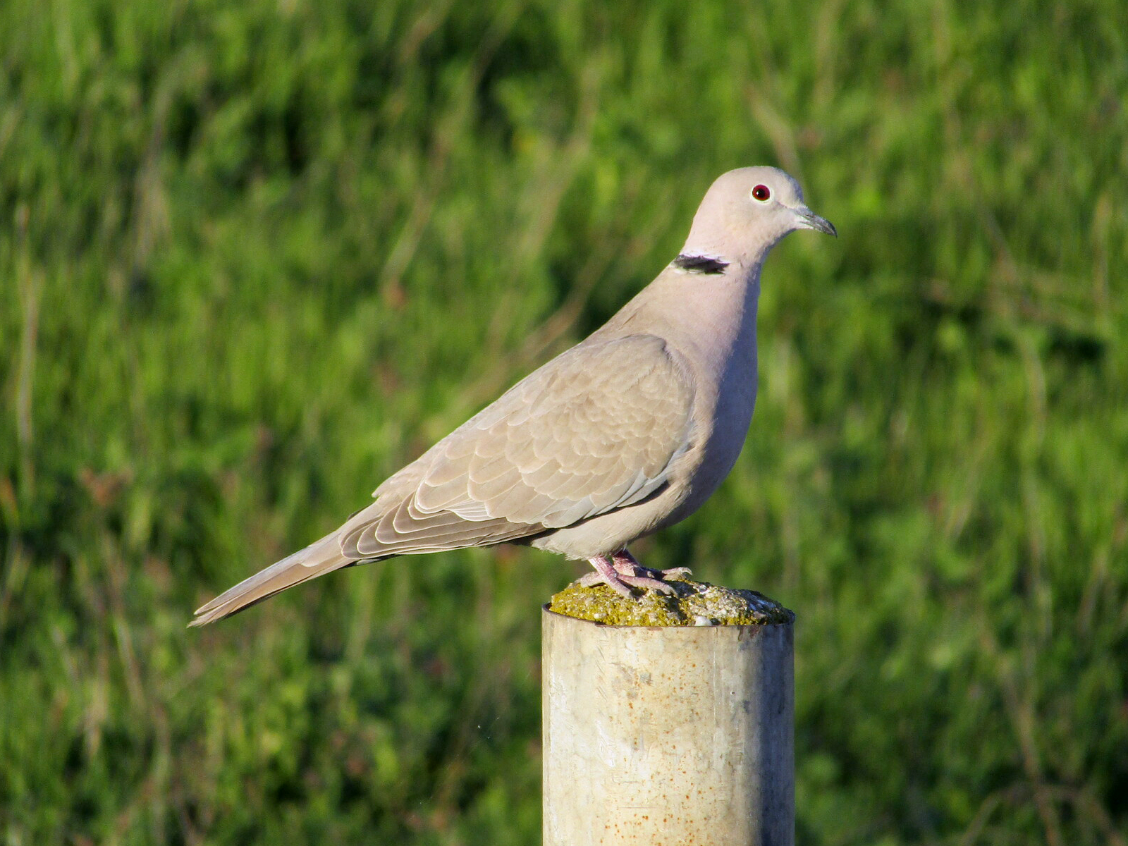 Collared Dove