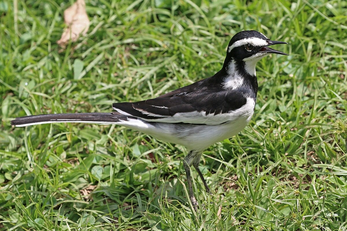 Pied Wagtail