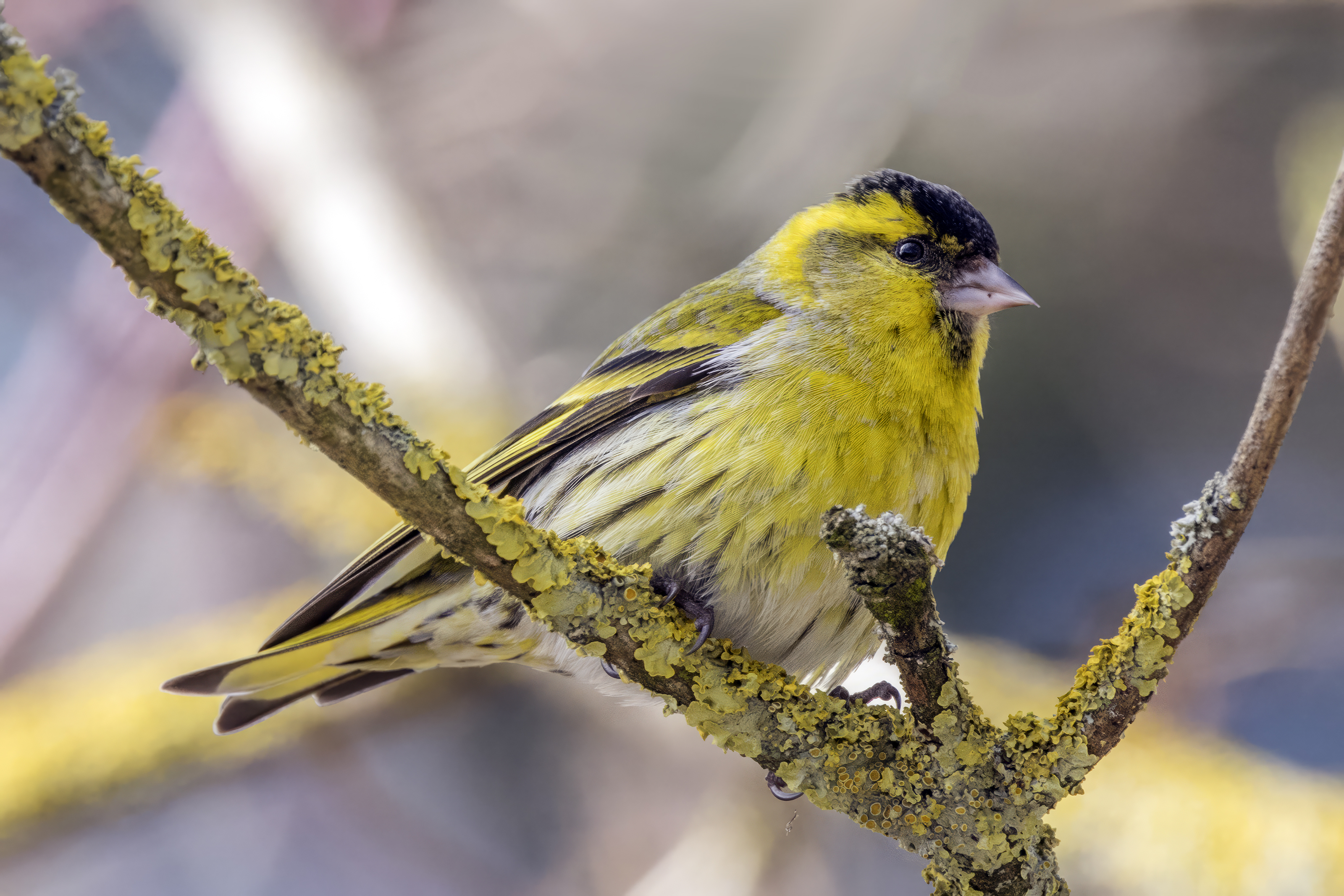 Siskin
