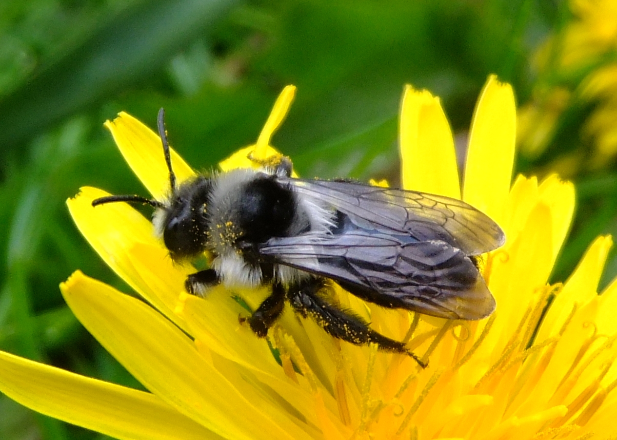 Mining Bee