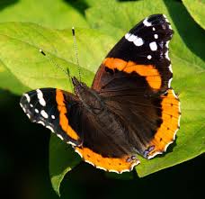 Red Admiral Butterfly