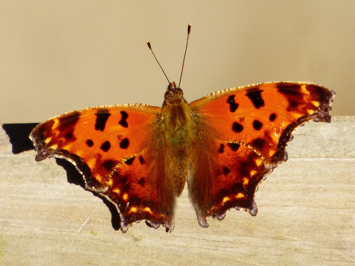 Comma Butterfly