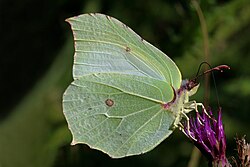 Brimstone Butterfly