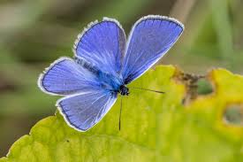 Common Blue Butterfly
