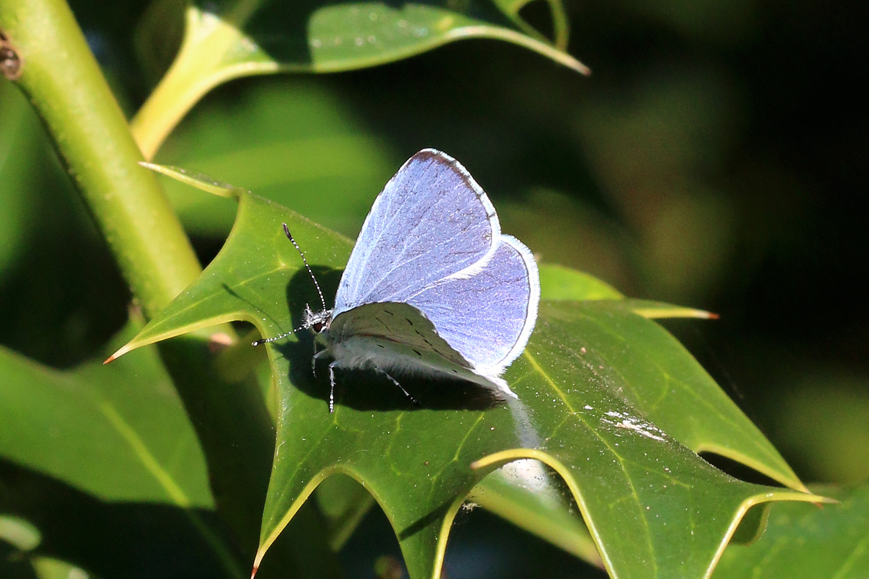Holly Blue Butterfly