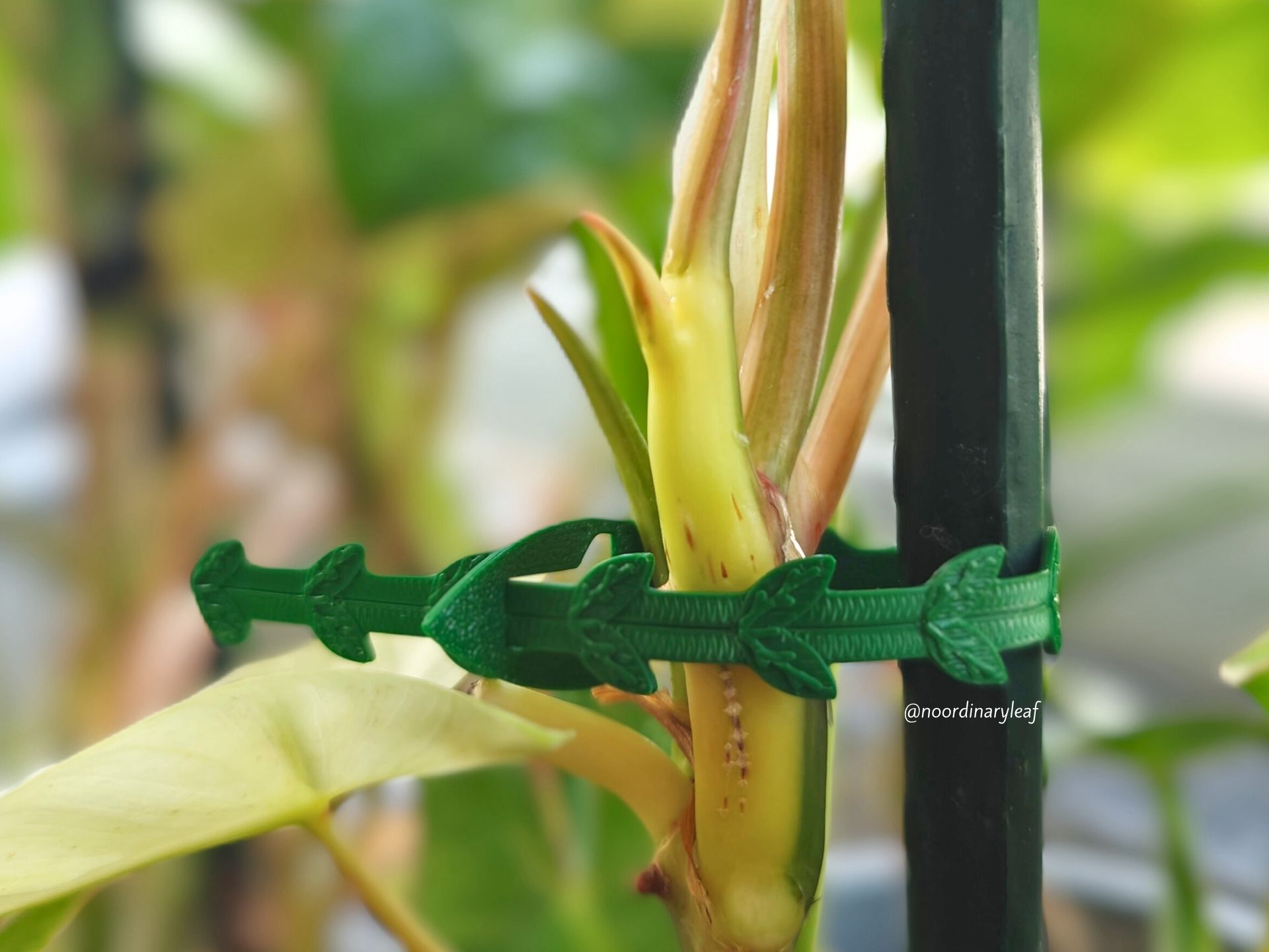 6'lı Yaprak Desenli Bitki Bağlama Klipsi