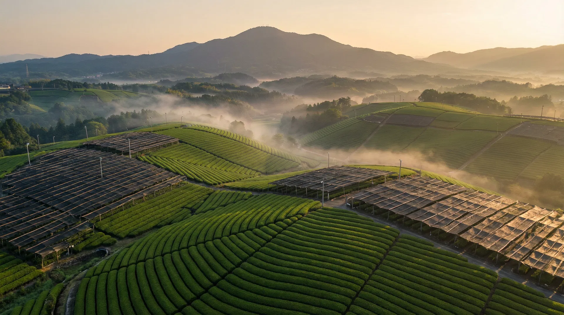 Tea plantation in Uji, Kyoto, Japan
