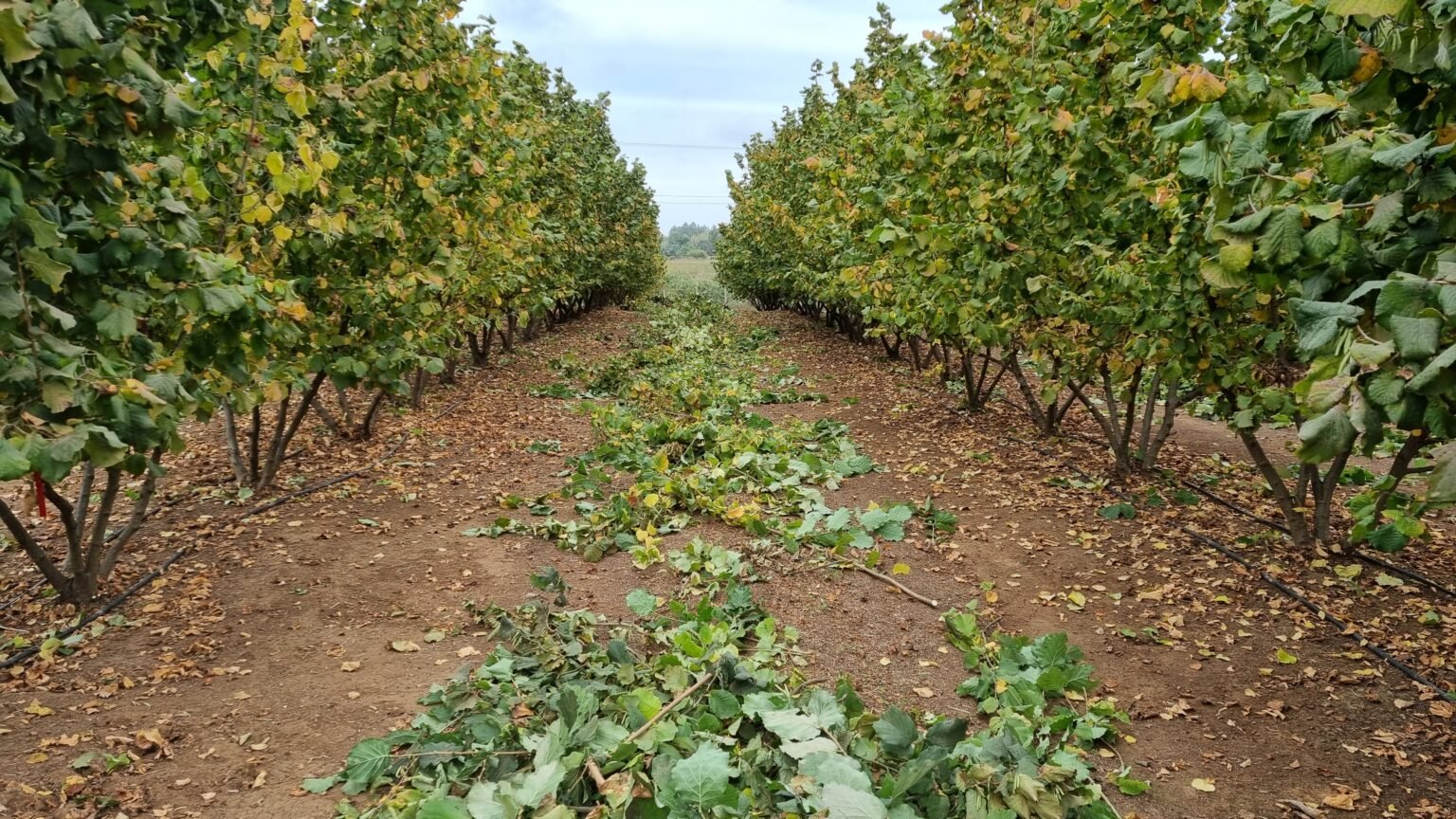 Alerta para el Avellano Europeo: Descubren en Chile una bacteria más resistente