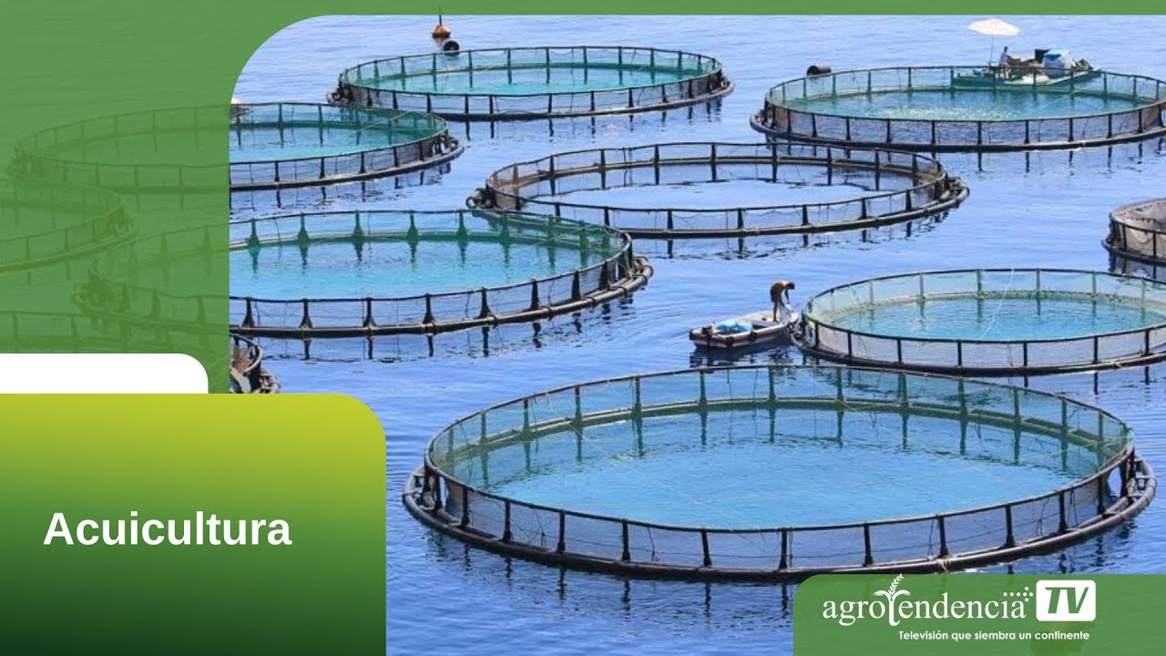 Oportunidades Laborales en Auge: El Sector Acuícola en la Región de Los Lagos