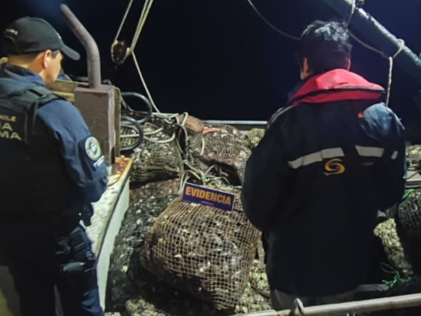 Calbuco: Decomisan 900 kilos de choros y ostras en veda