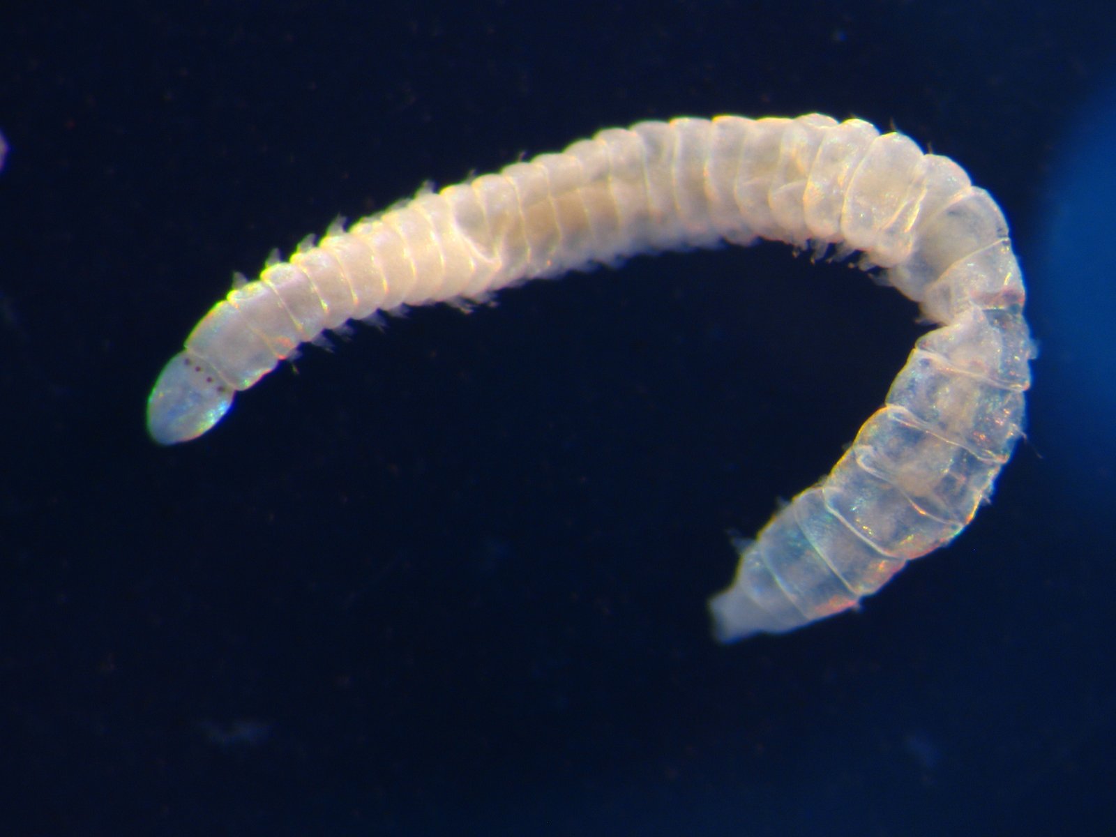 IFOP y Subpesca potencian gestión ambiental en acuicultura con plataforma Macrobent