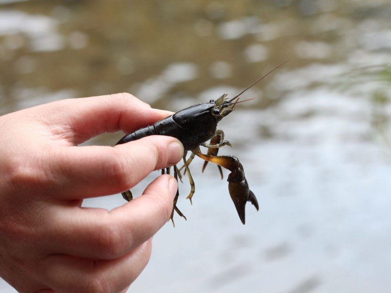 Camarón de río: El bioindicador que mide la salud del Río Maullín