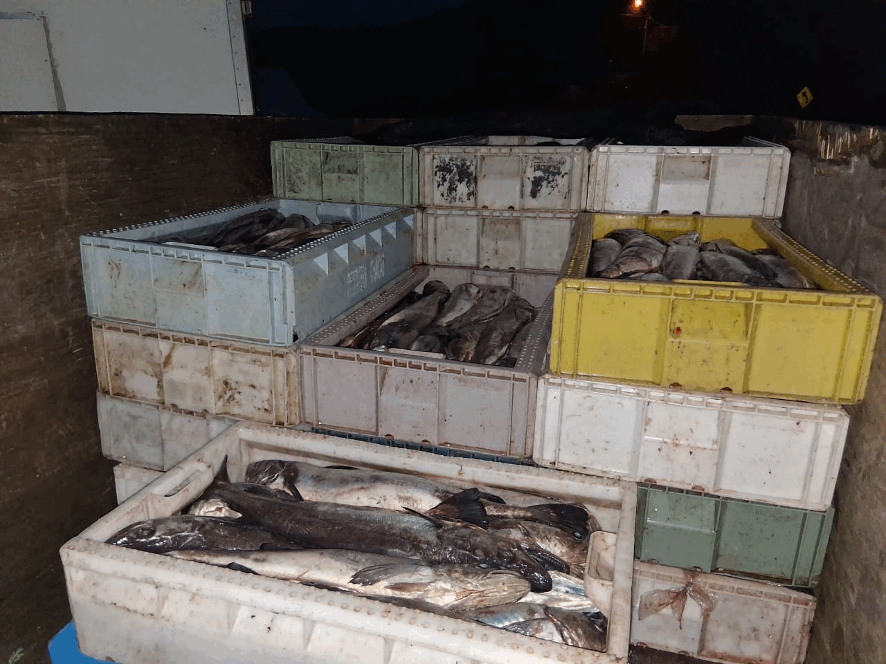 Incautan 1,5 Toneladas de Merluza Austral Ilegal en Región de Los Lagos