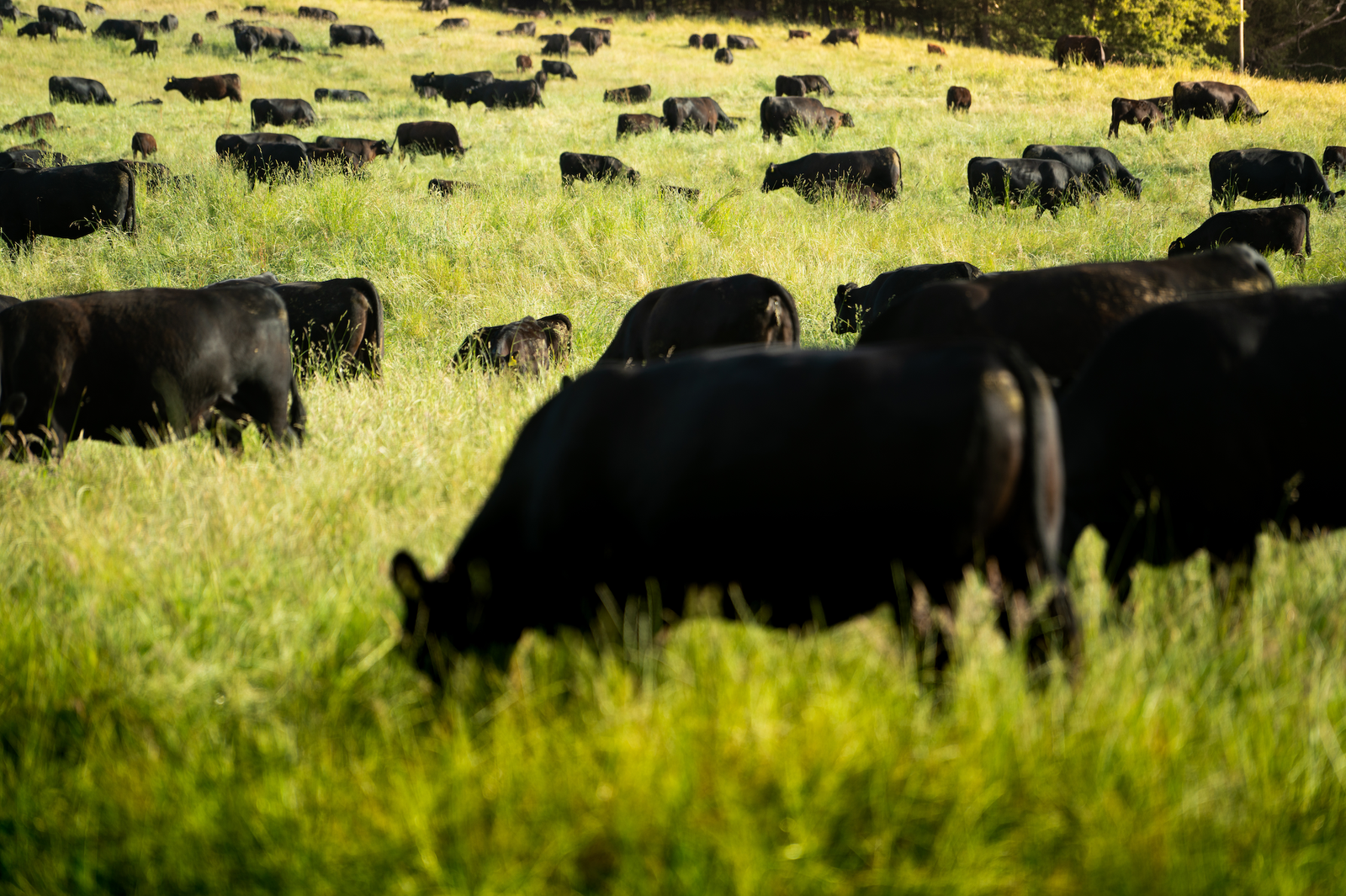 Brutal caso de abigeato en Río Negro: Faenan dos vaquillas preñadas