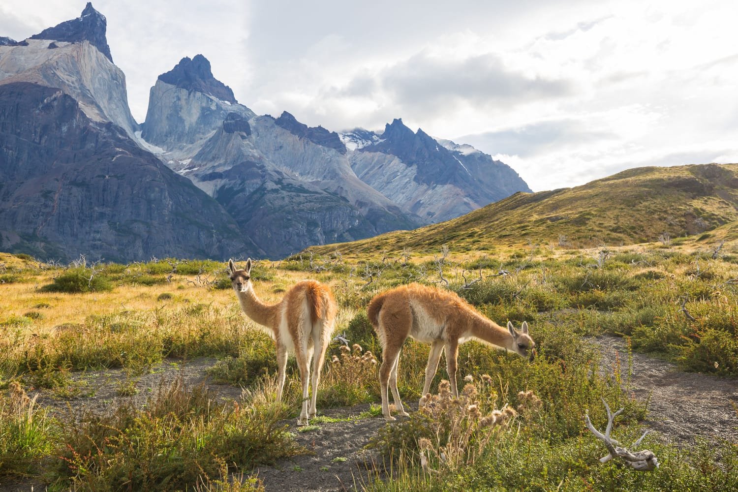 Ciencia y Turismo Impulsan la Ruta de los Parques de la Patagonia desde Puerto Montt