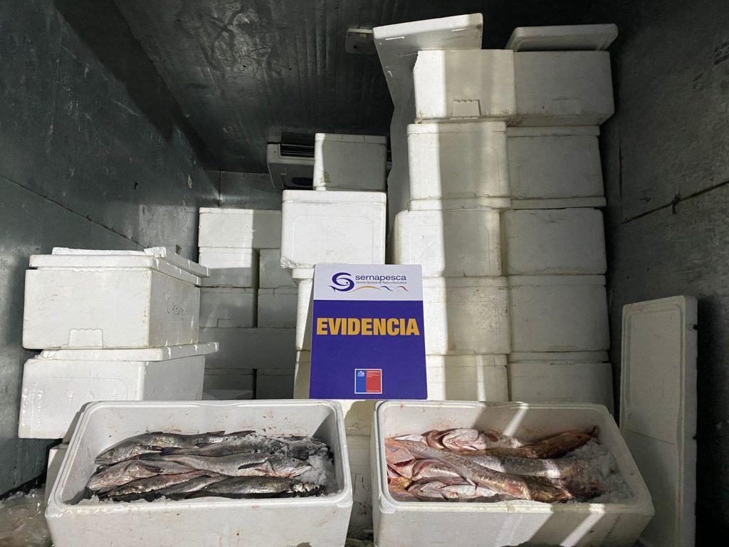 Duro golpe a la pesca ilegal: Incautan casi 5 toneladas de merluza en Puerto Montt