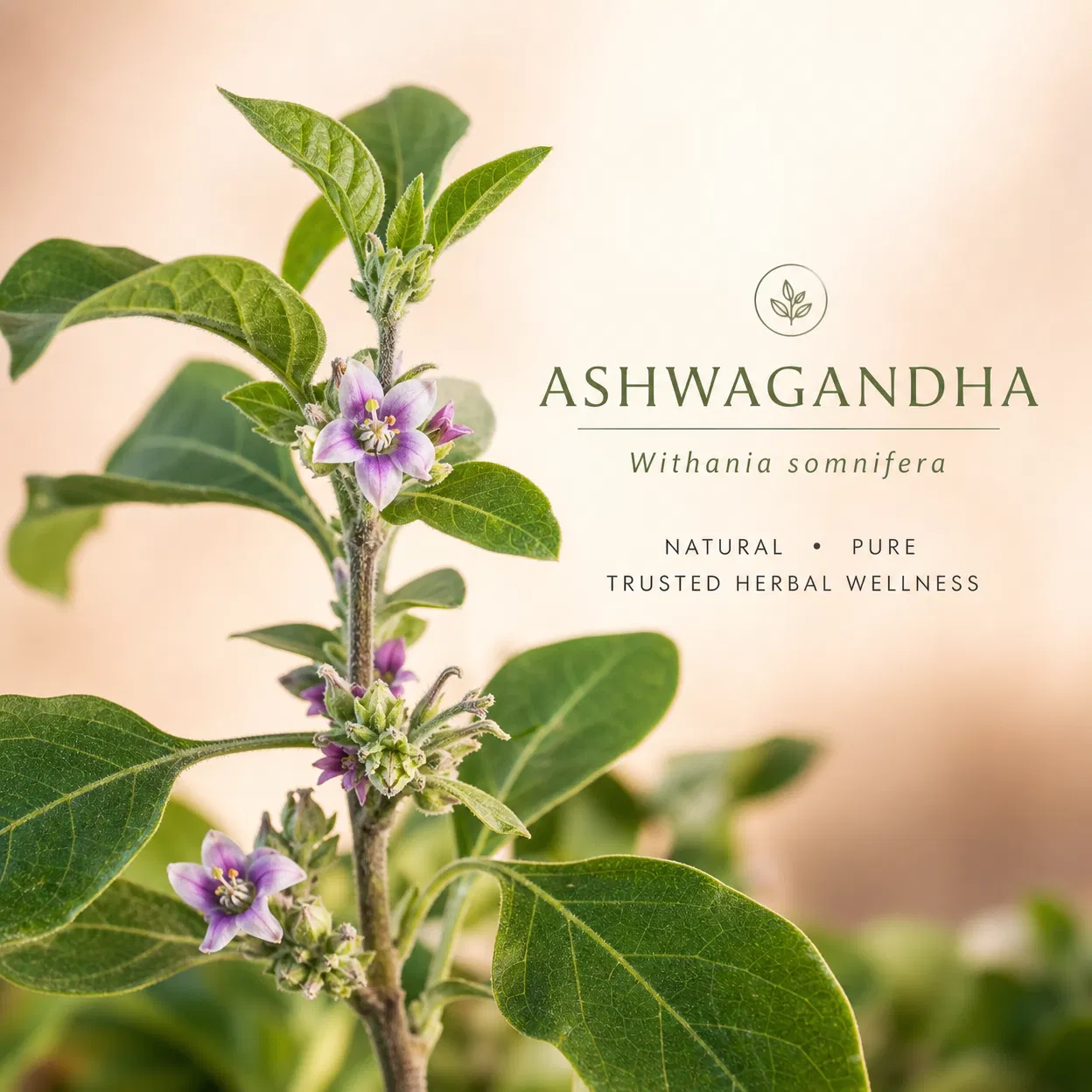Ashwagandha Extract
