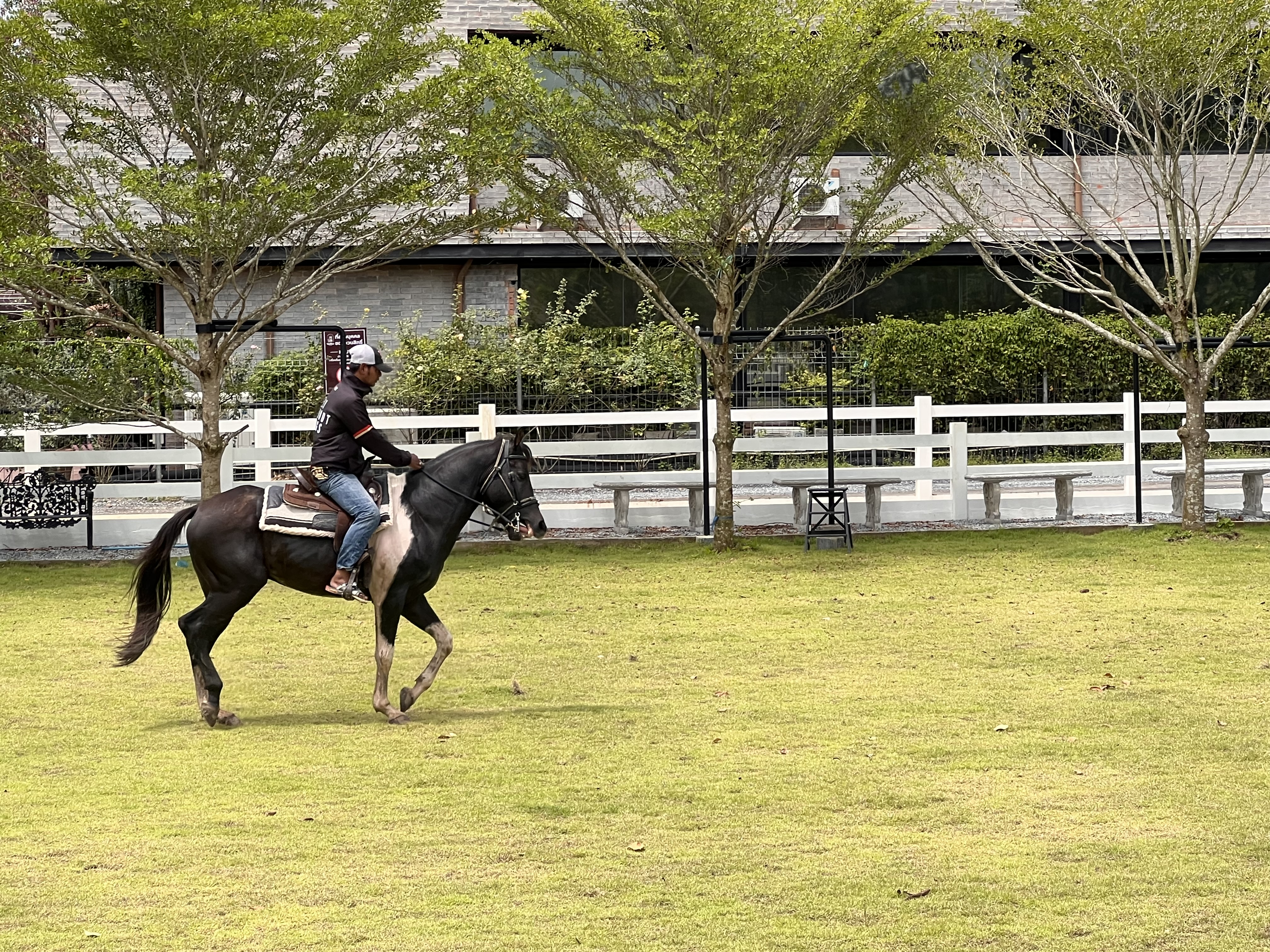 BRAVE HORSE TH Gallery 3