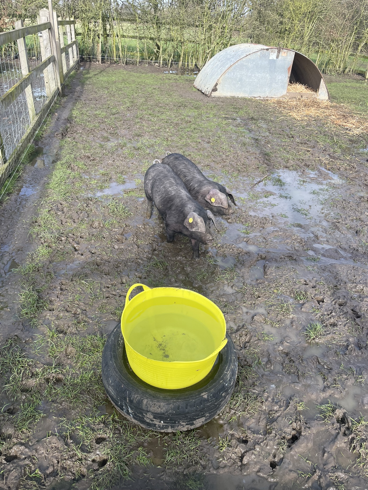 The new pigs have arrived