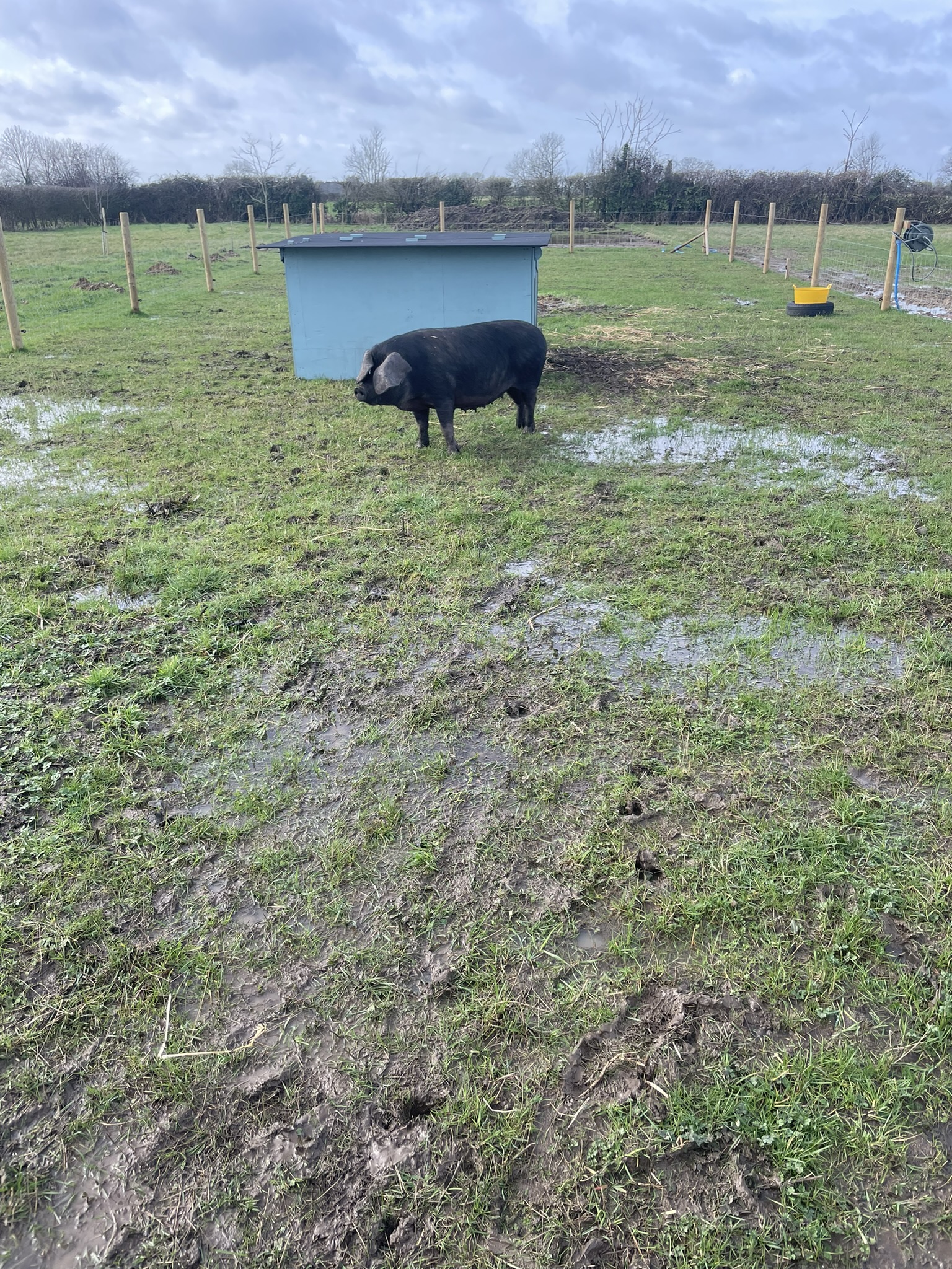 The new pigs have arrived