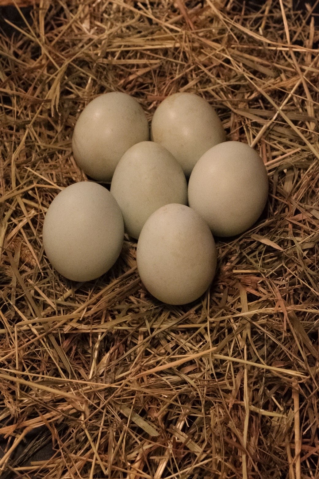 Chicken Eggs – Half Dozen