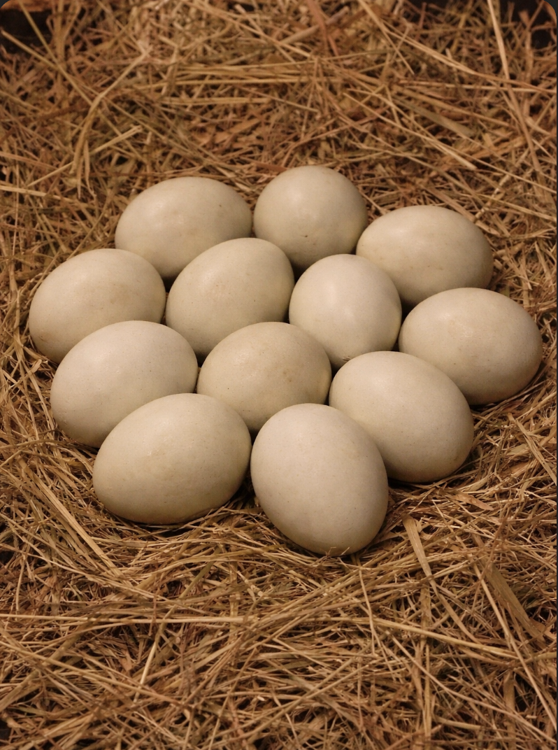 Chicken Eggs – Dozen