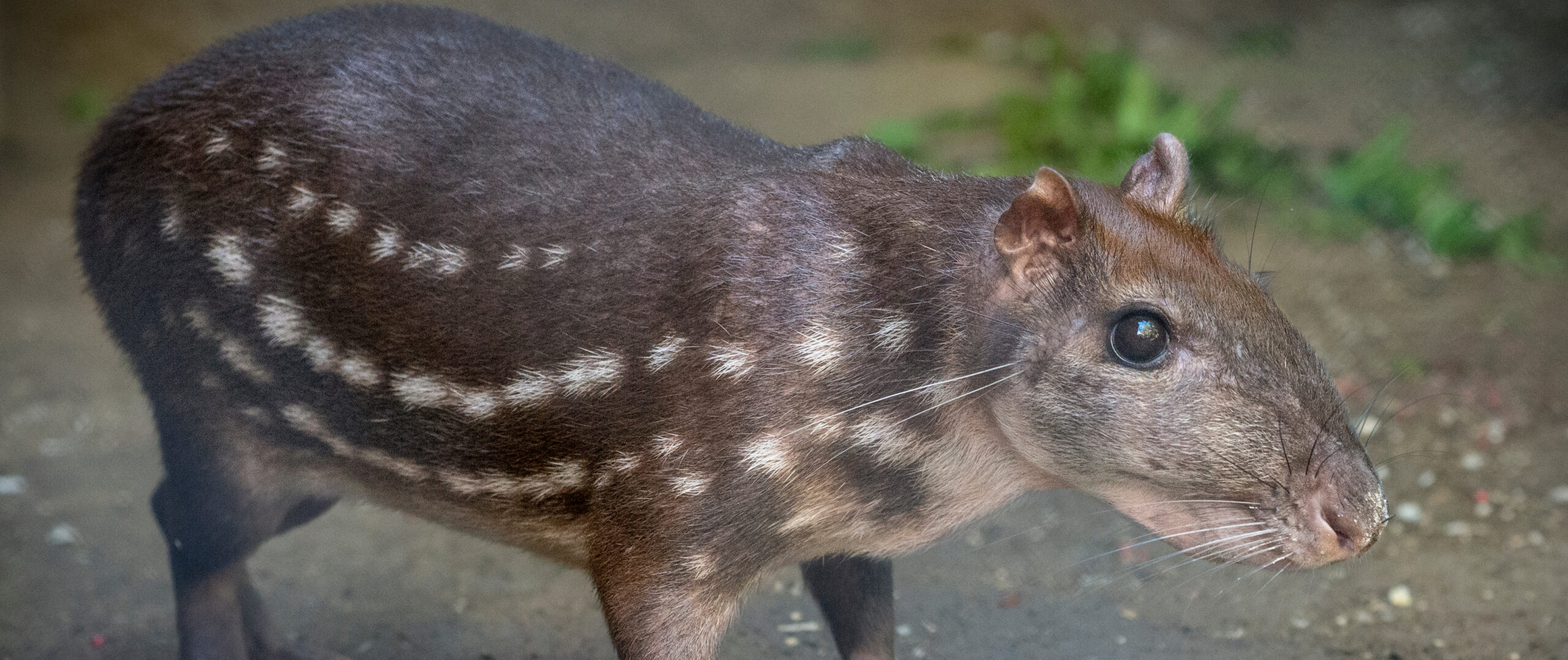 Paca (Cuniculus paca) em seu habitat natural, um animal solitário e noturno encontrado na região do Pantanal brasileiro.