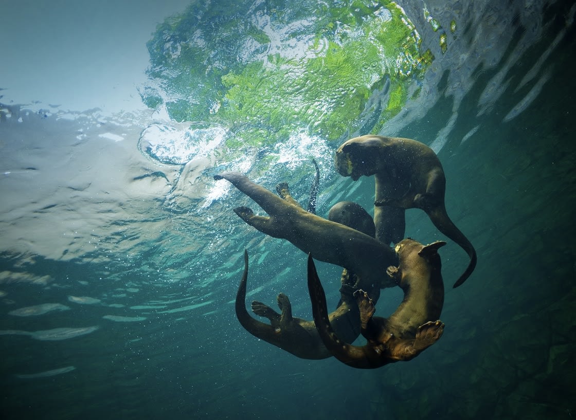 Ariranhas nadando e caçando nas águas selvagens do Pantanal brasileiro